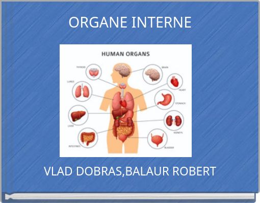 ORGANE INTERNE