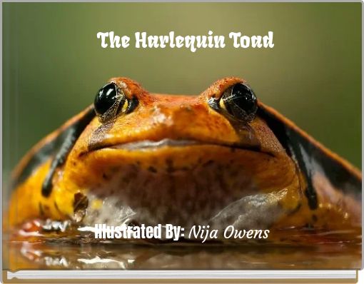 The Harlequin Toad
