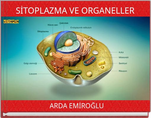 SİTOPLAZMA VE ORGANELLER