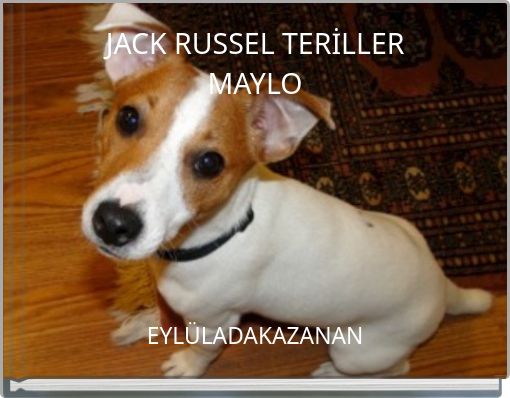JACK RUSSEL TERİLLER MAYLO
