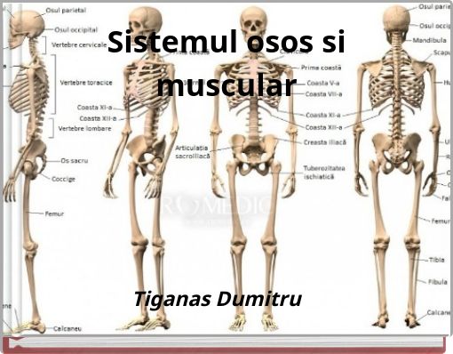 Sistemul osos si muscular