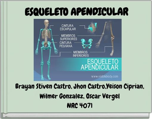 ESQUELETO APENDICULAR