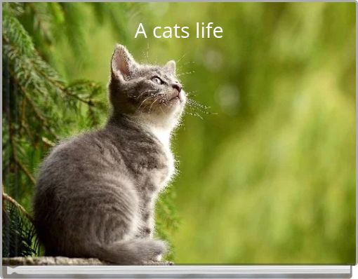 Front cover of 'A cats life' 