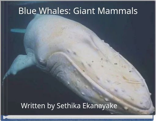 Blue Whales: Giant Mammals