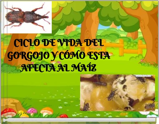 CICLO DE VIDA DEL GORGOJO Y CÓMO ESTA AFECTA AL MAÍZ