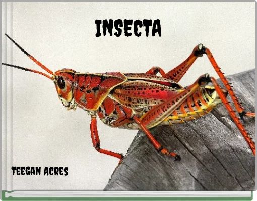 INSECTA