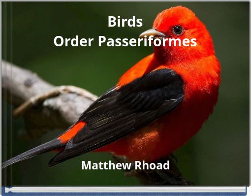 Birds Order Passeriformes