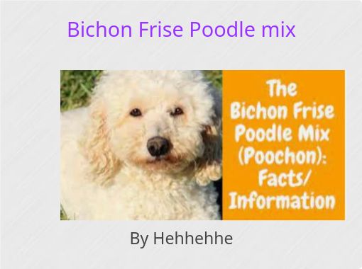 Bichon frise best sale cross poodle