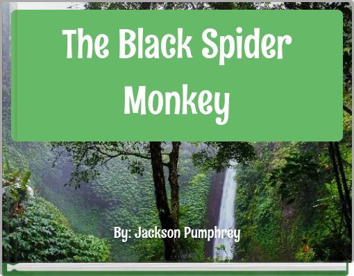 The Black Spider Monkey