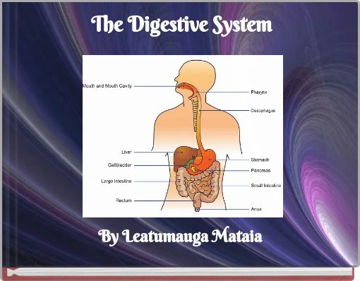The Digestive System