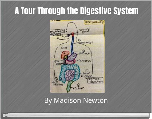 A Tour Through the Digestive System