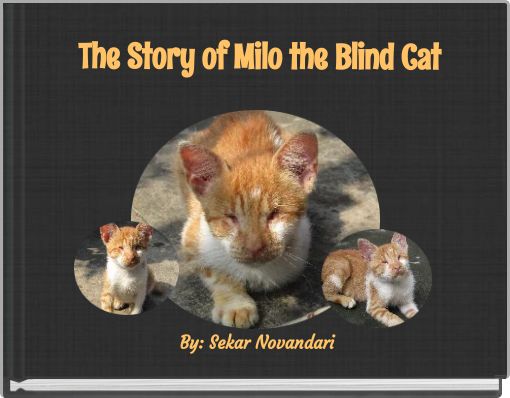 The Story of Milo the Blind Cat