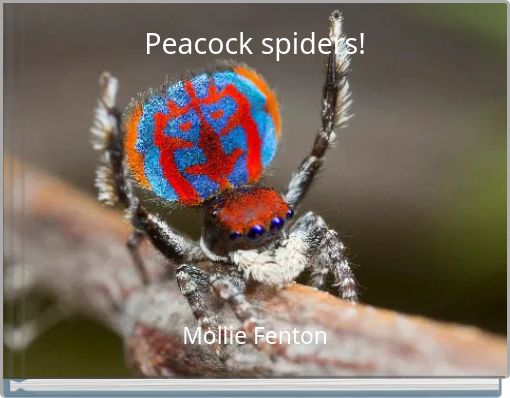Peacock spiders!