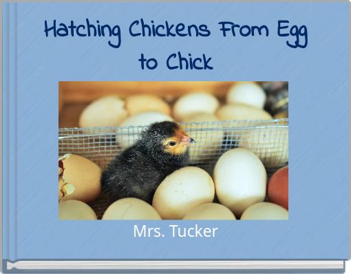 Hatching Chickens From Egg to Chick