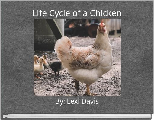 Life Cycle of a Chicken