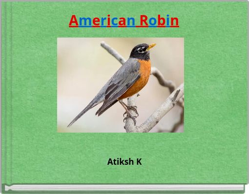 American Robin