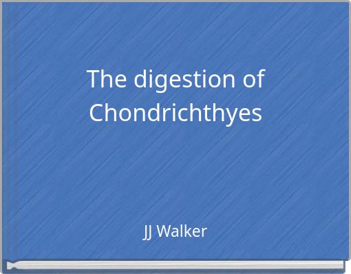 The digestion of Chondrichthyes