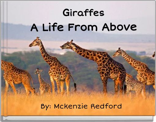 Giraffes A Life From Above