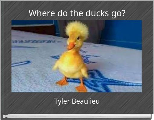 Where do the ducks go?
