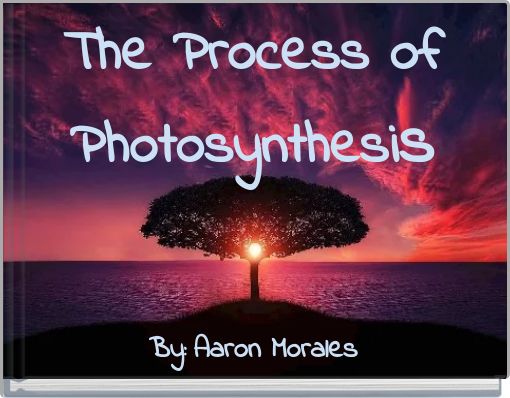 The Process of Photosynthesis