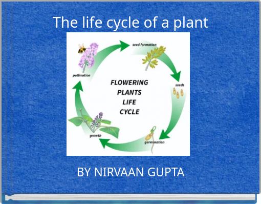 The life cycle of a plant