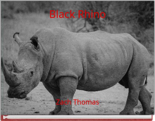 Black Rhino