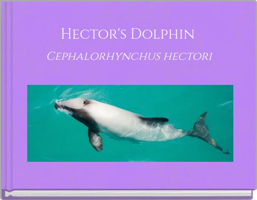 Hector's Dolphin