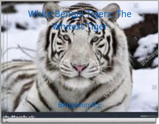 White Bengal Tigers: The Whitest Tiger