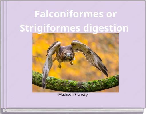 Falconiformes or Strigiformes digestion