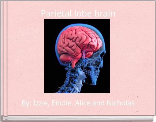 Parietal lobe brain