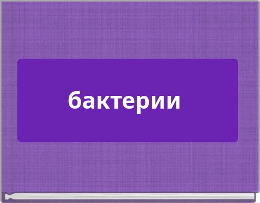 бактерии