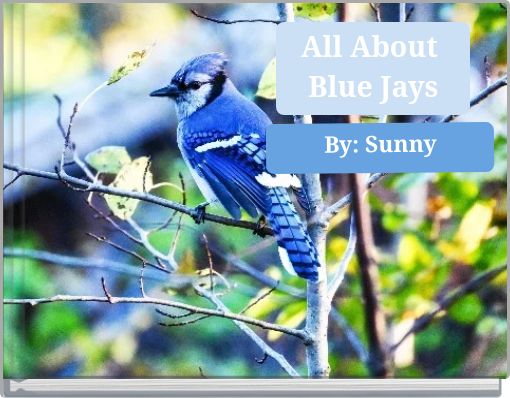 All About Blue Jays