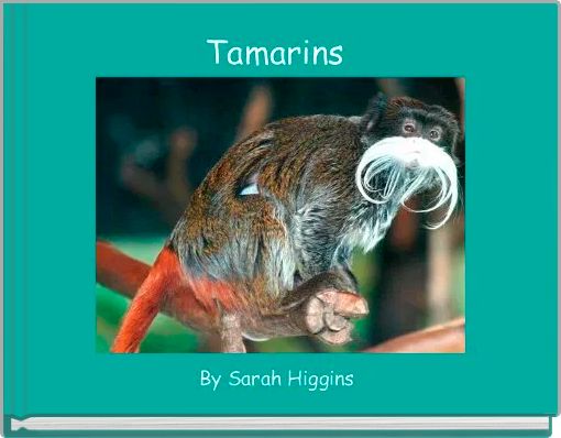 Tamarins 