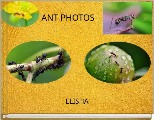 ANT PHOTOS.