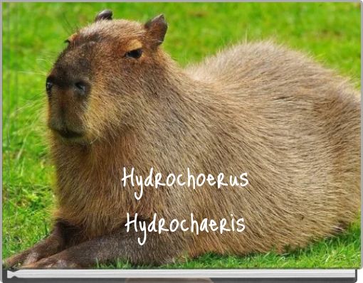 Hydrochoerus Hydrochaeris