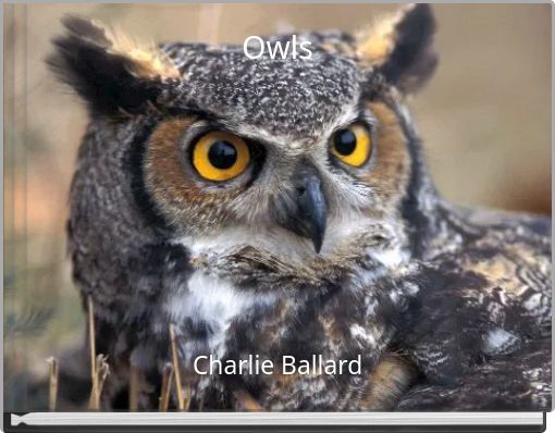 Owls