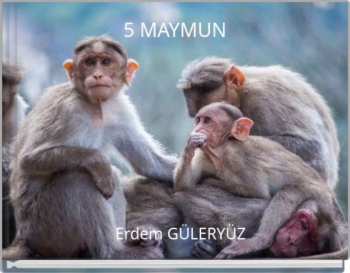 5 MAYMUN