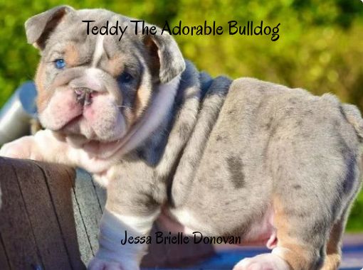 Teddy hot sale the bulldog