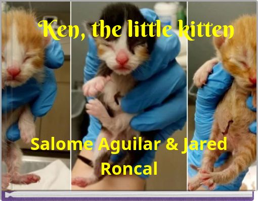 Ken, the little kitten