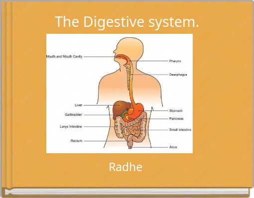 The Digestive system.