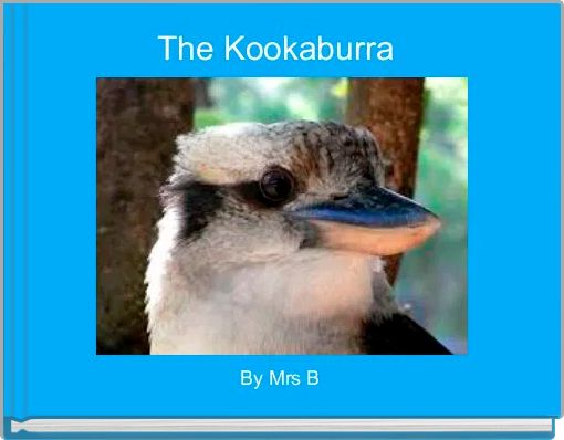 The Kookaburra 