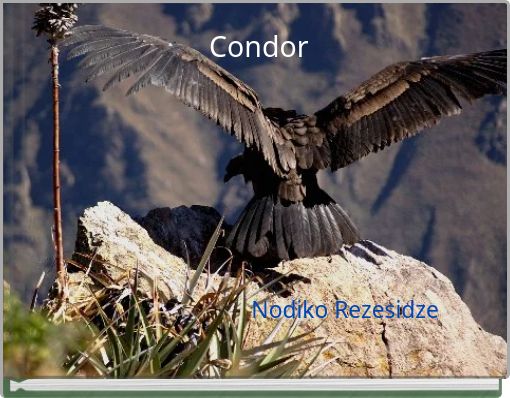 Condor