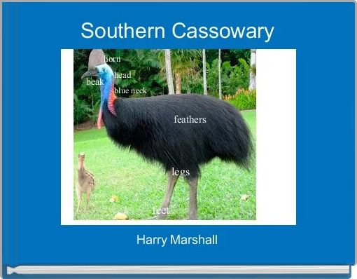 Southern Cassowary 