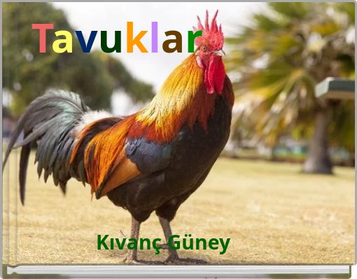 Tavuklar