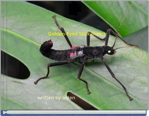 Golden-Eyed Stick Insect