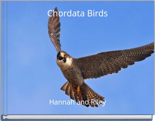 Chordata Birds