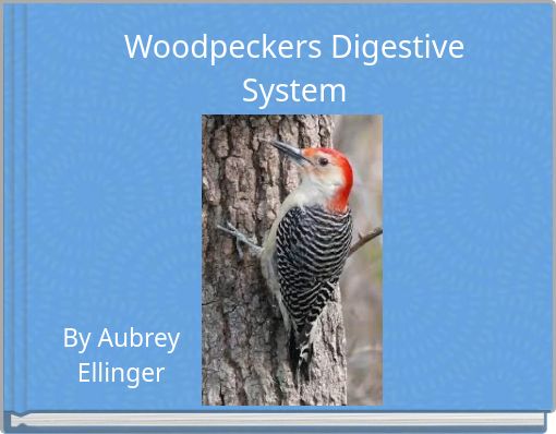 Woodpeckers Digestive System