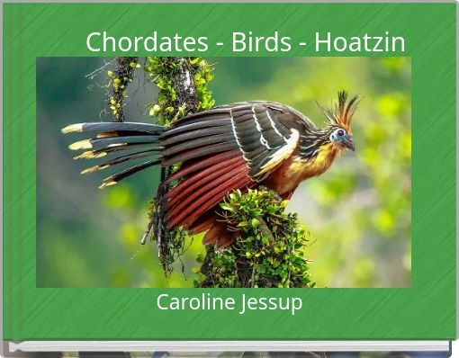 Chordates - Birds - Hoatzin