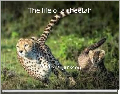 The life of a cheetah