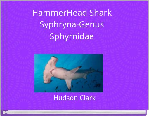 HammerHead Shark Syphryna-Genus Sphyrnidae